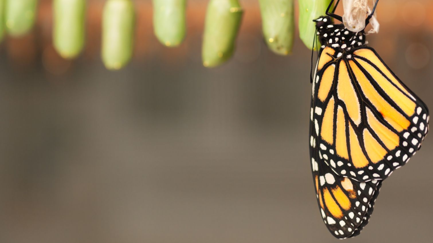 Cocoon your business